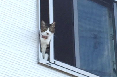 中古一棟アパートの窓から猫